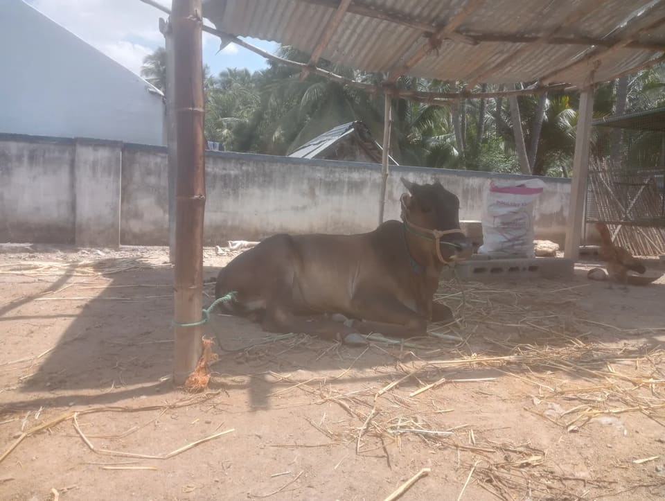 Others Cow in  TAMIL NADU