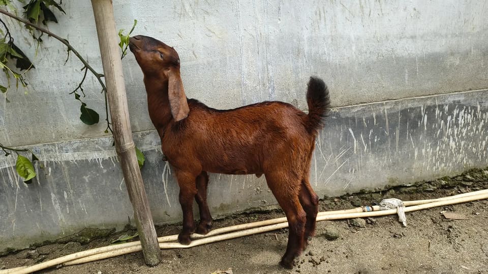 Beetal Goat in  ASSAM