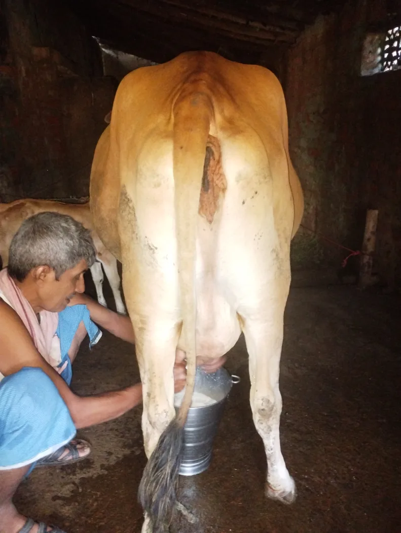 Sahiwal Cow in  BIHAR