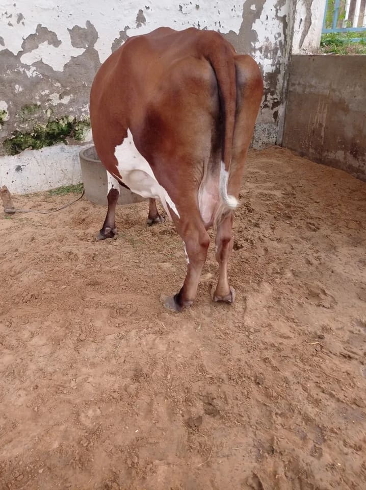 Others Cow in  RAJASTHAN