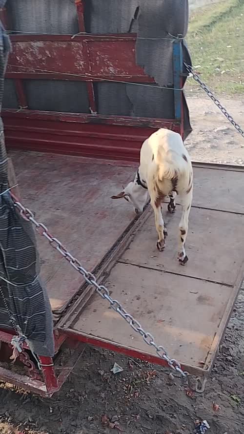 Barbari Goat B0515 in  UTTAR PRADESH