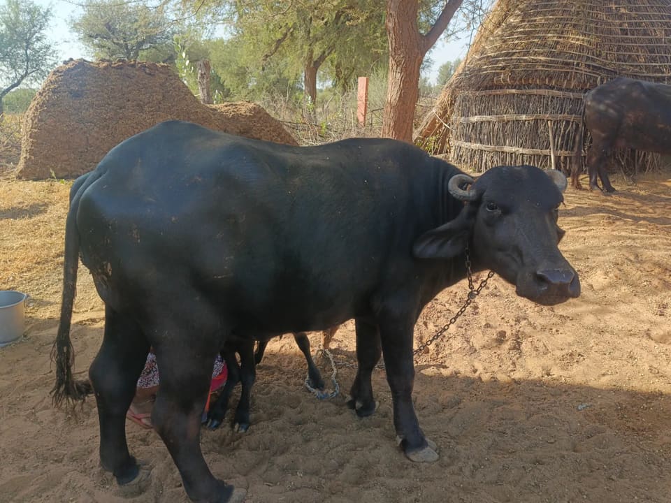 Murrah Buffalo M5284 in  RAJASTHAN