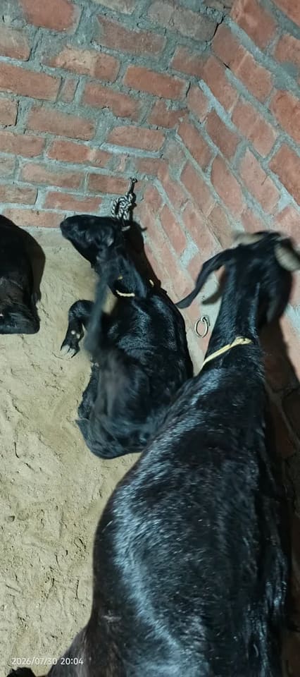 Jakhrana Goat in  HARYANA