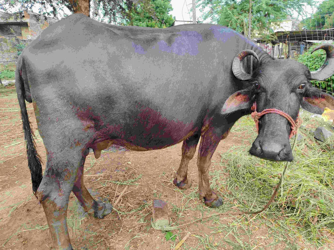 देसी क्रॉस Buffalo O0544 in RAJASTHAN