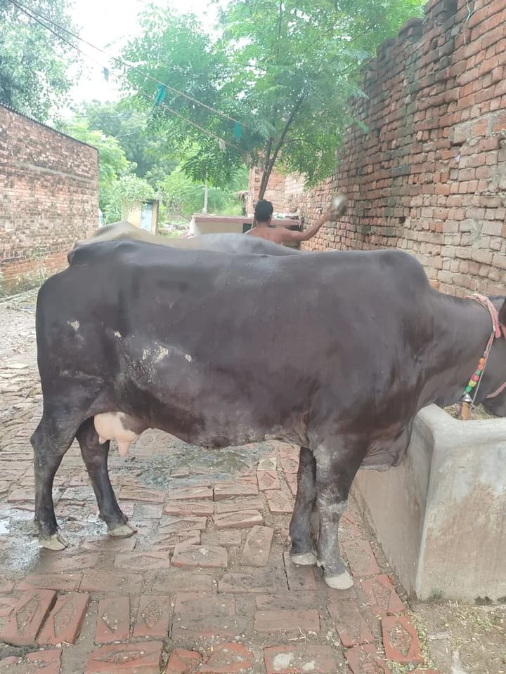 Others Cow in  UTTAR PRADESH