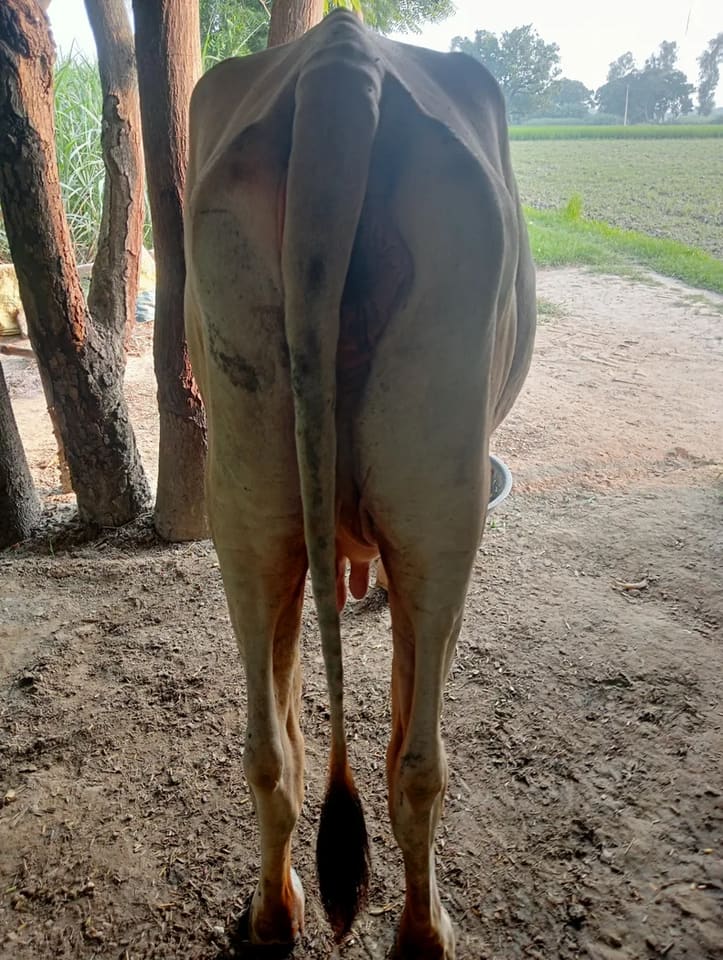Sahiwal Cow in  UTTAR PRADESH