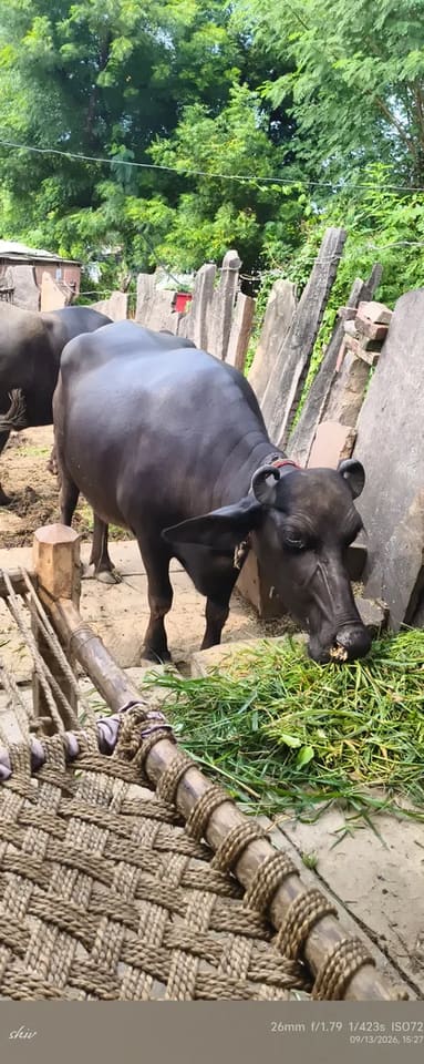 Others Buffalo in  RAJASTHAN