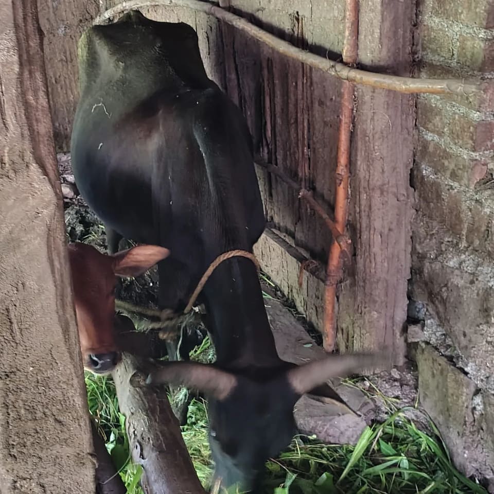 Vechur Cow V0327 in  MAHARASHTRA