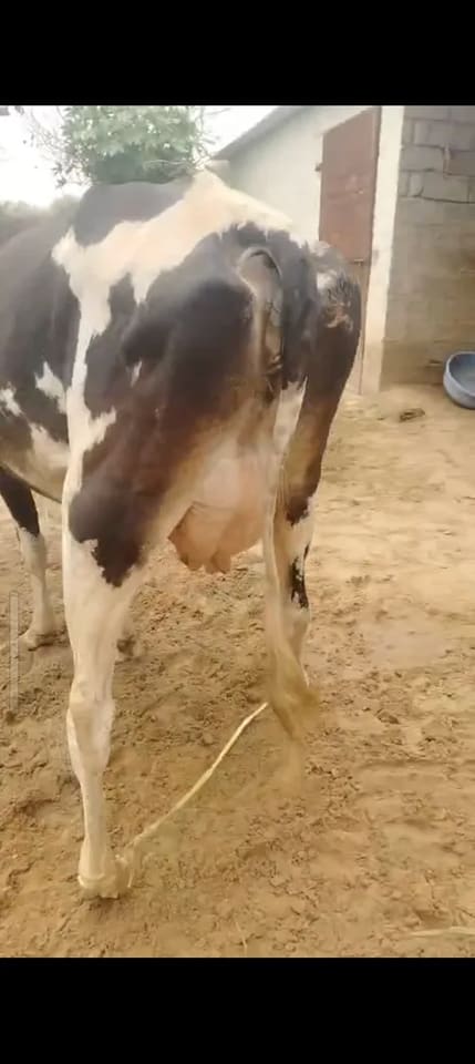 HF Heifer Cow H3098 in  RAJASTHAN