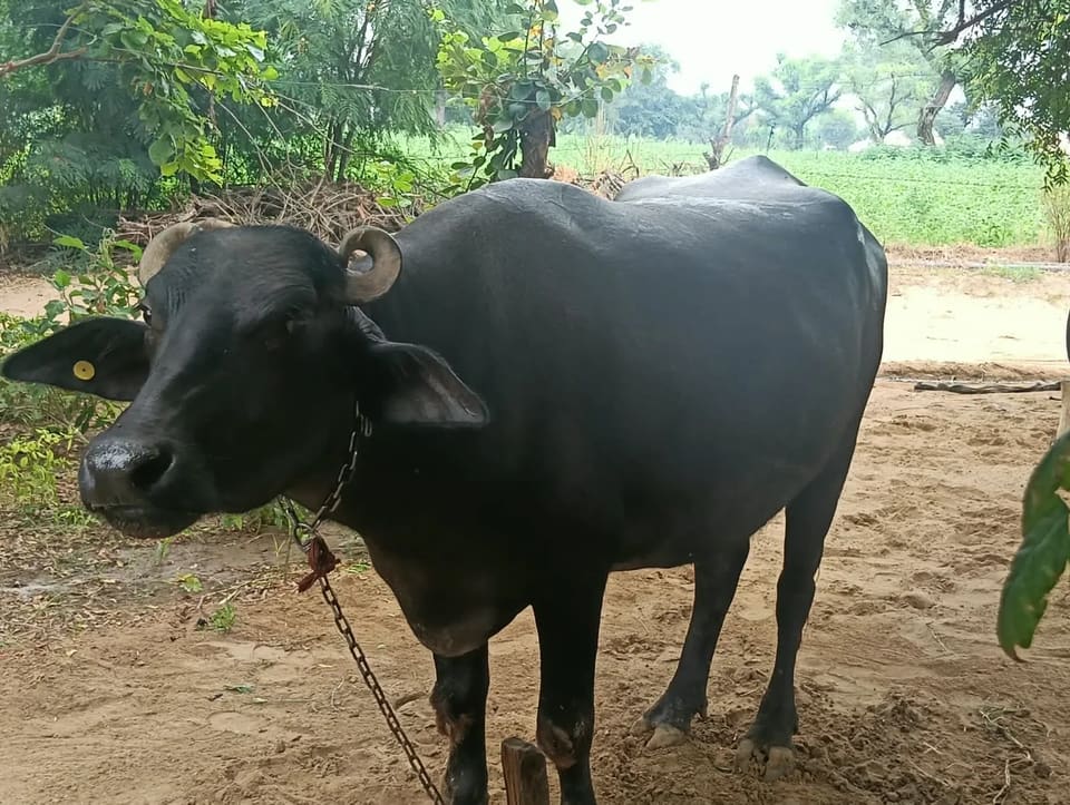 Murrah Heifer Buffalo M5129 in  HARYANA