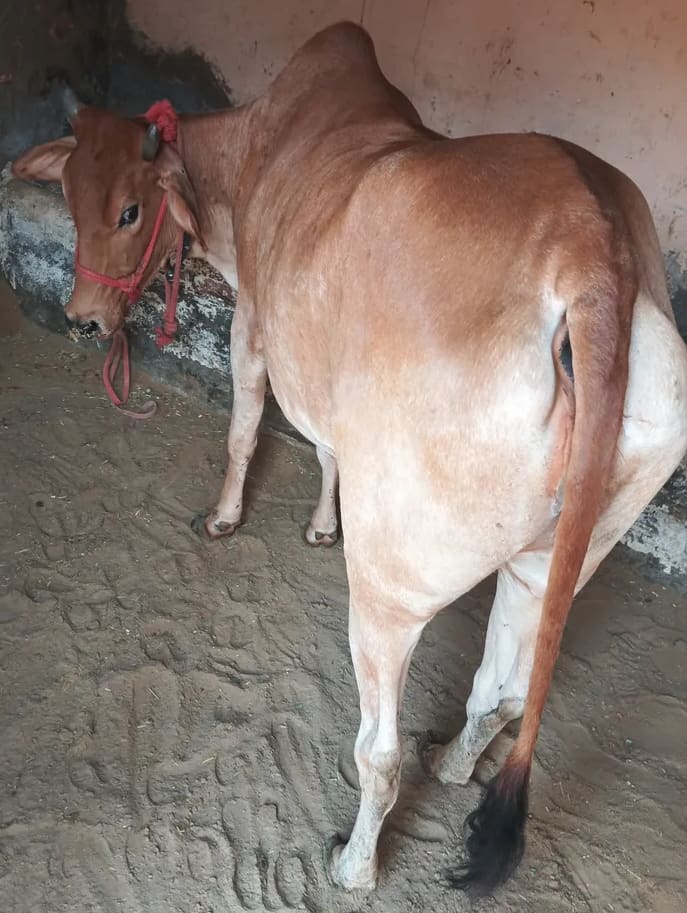 Hariyana Heifer Cow H0306 in  HARYANA