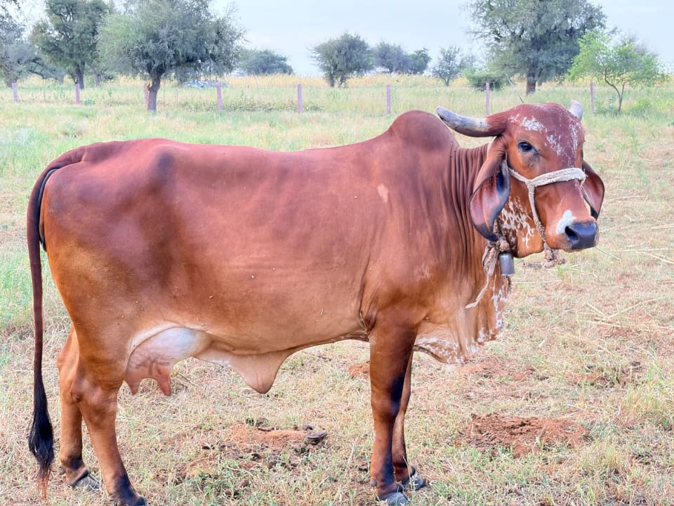 Gir Cow in  RAJASTHAN