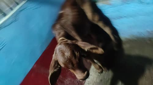 Gir Cow G2147 in  BIHAR