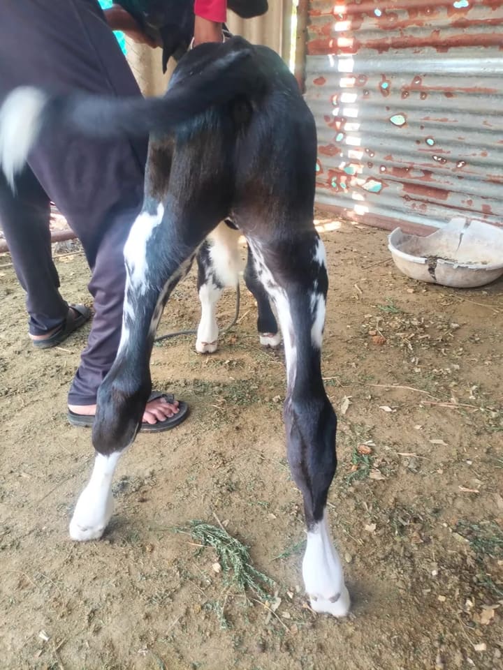 HF Cow in  MAHARASHTRA