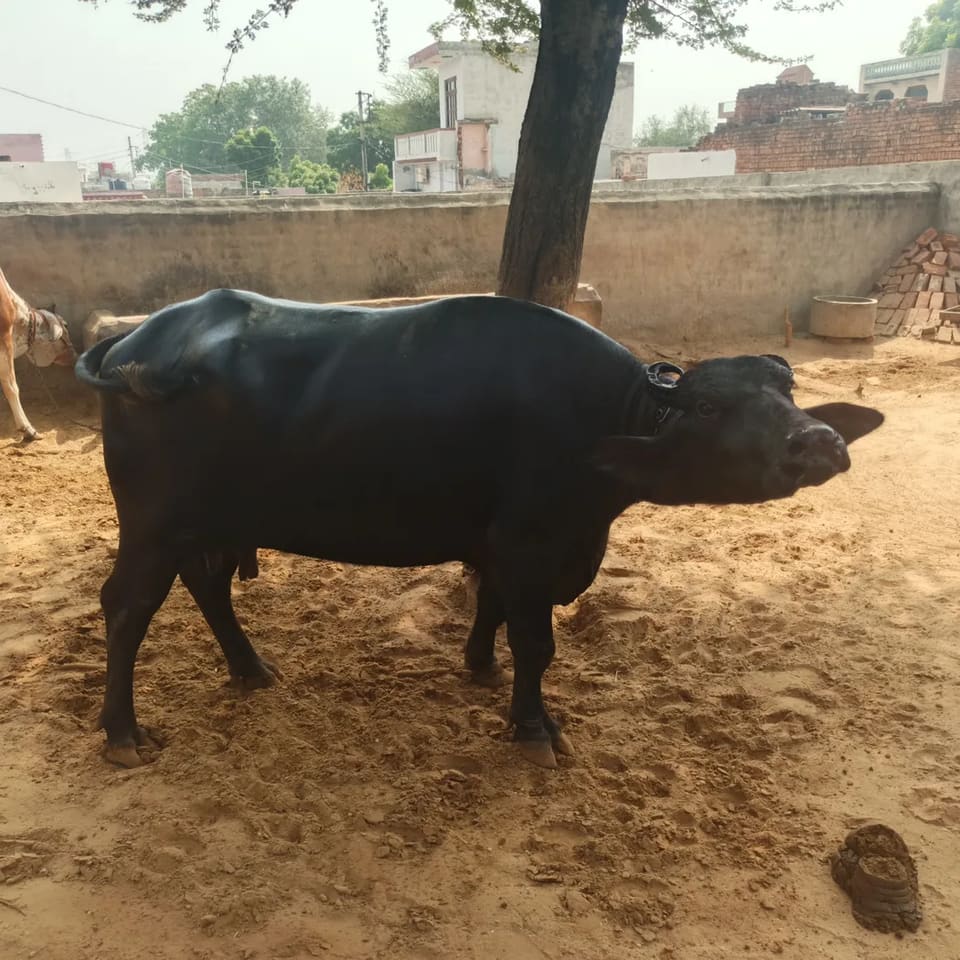 Murrah Buffalo in  HARYANA