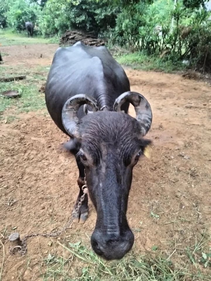 Banni  Buffalo in  GUJARAT