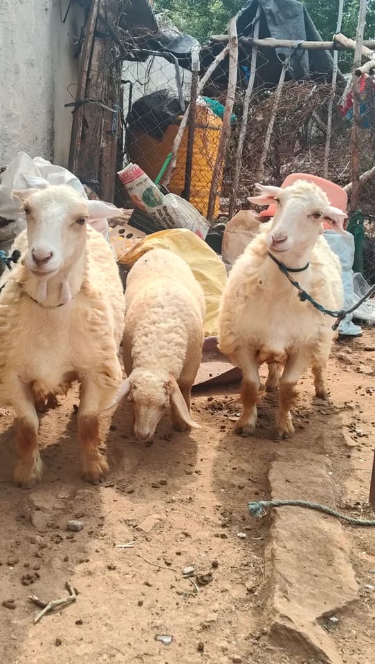 Bannur Sheep in  KARNATAKA