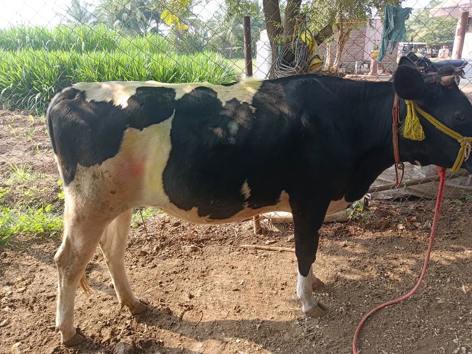 HF Cow in  MAHARASHTRA