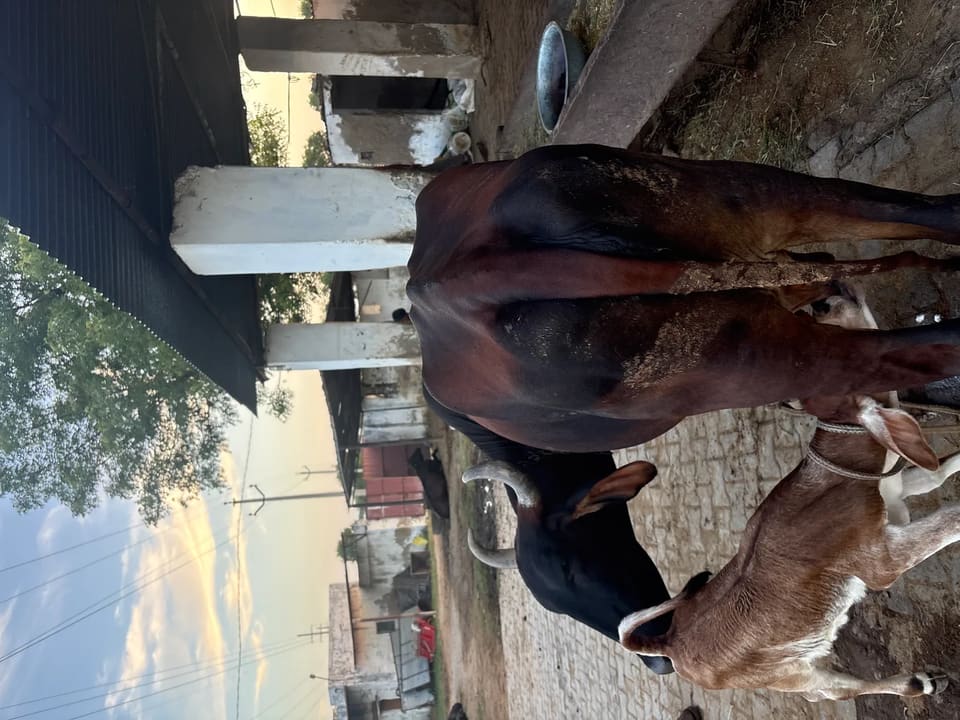 Others Cow in  RAJASTHAN
