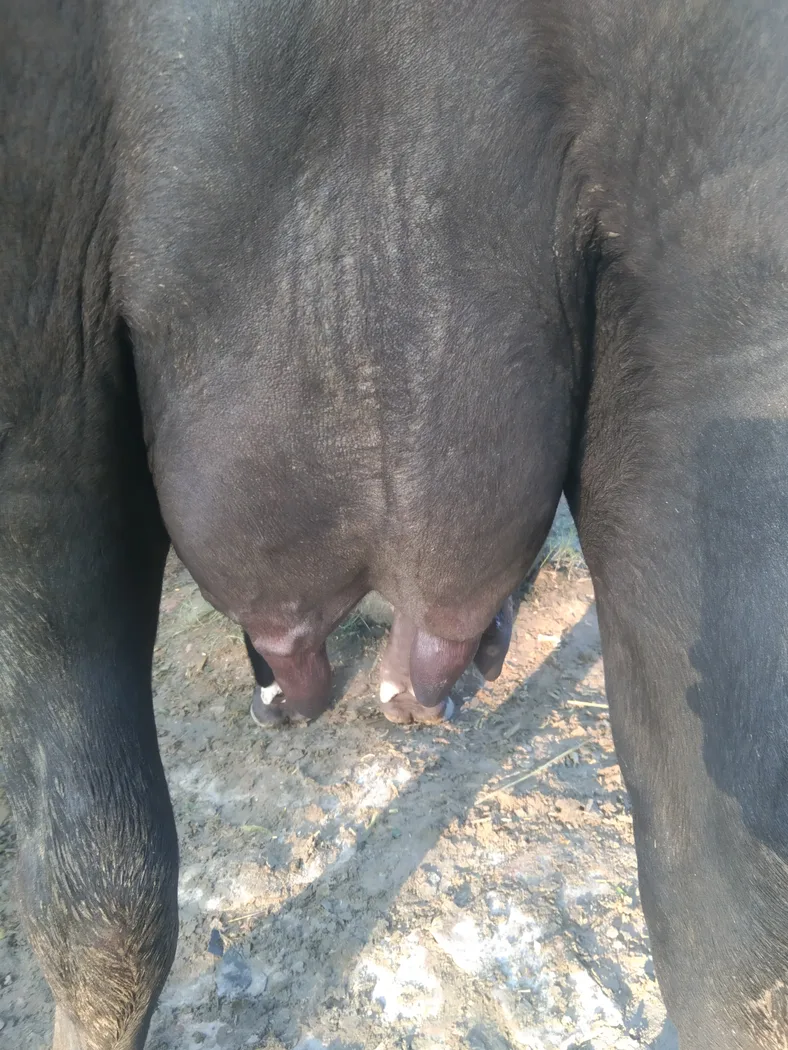 Murrah Buffalo in  UTTAR PRADESH