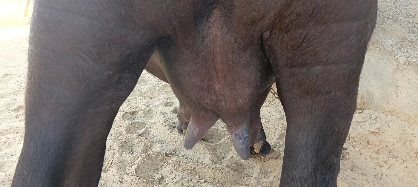 Murrah Buffalo in  RAJASTHAN