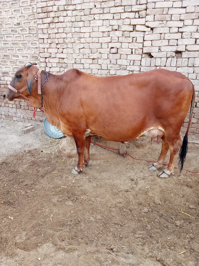 Rathi Cow R0532 in  RAJASTHAN