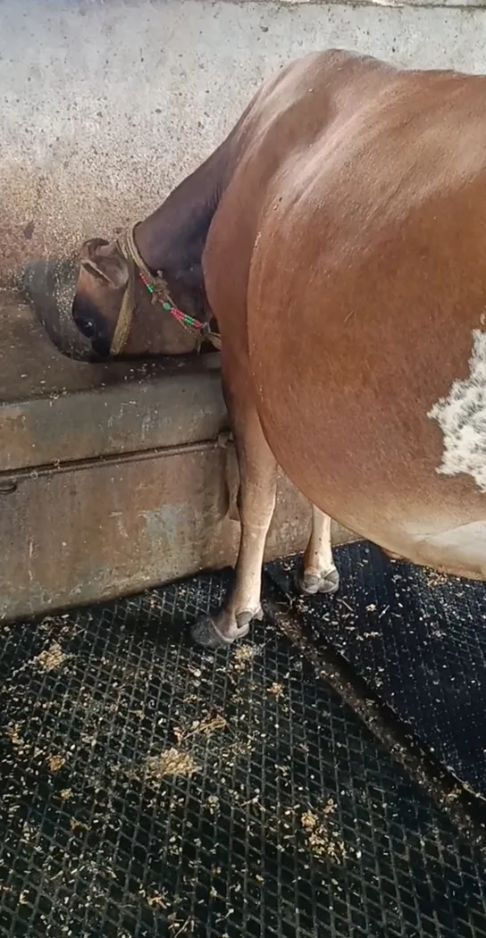 HF Cow H3076 in  JHARKHAND