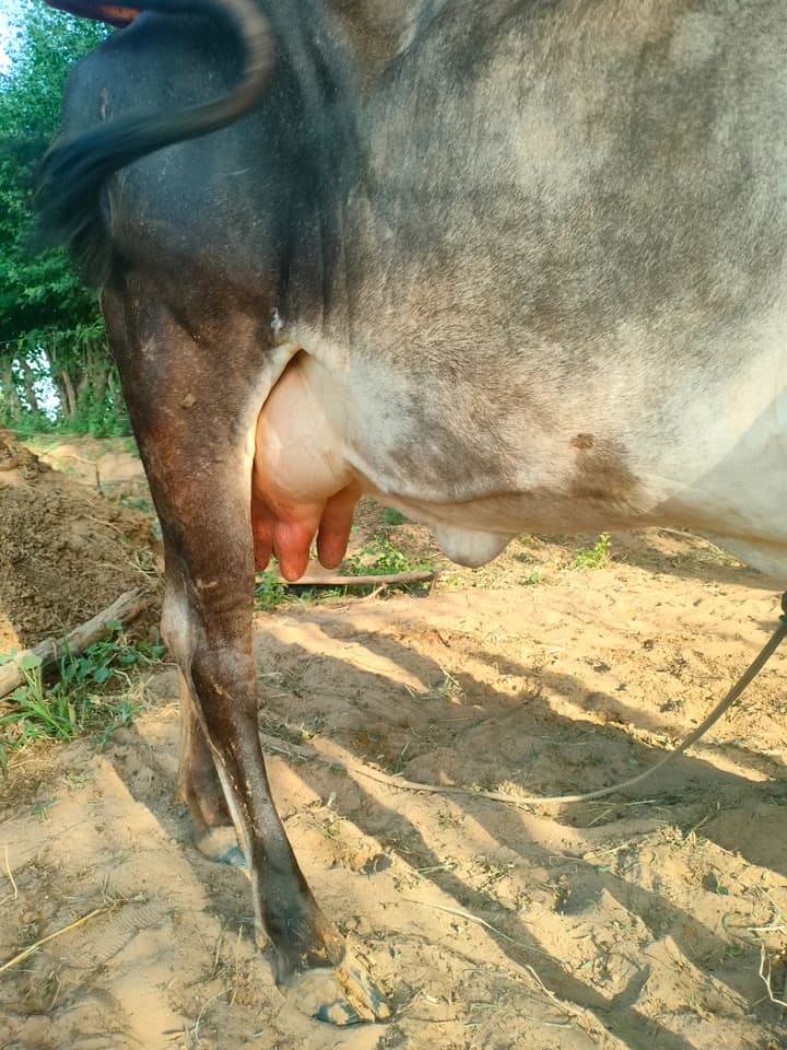 Others Cow in  TELANGANA