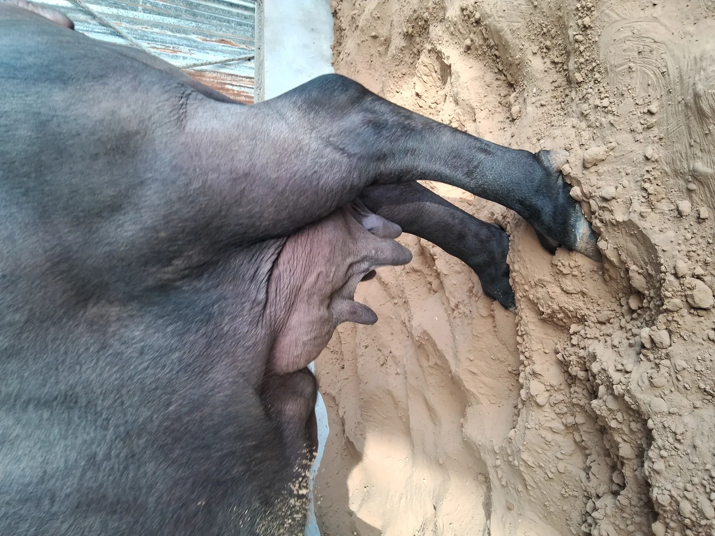 हरियाणवी Buffalo O0769 in  RAJASTHAN