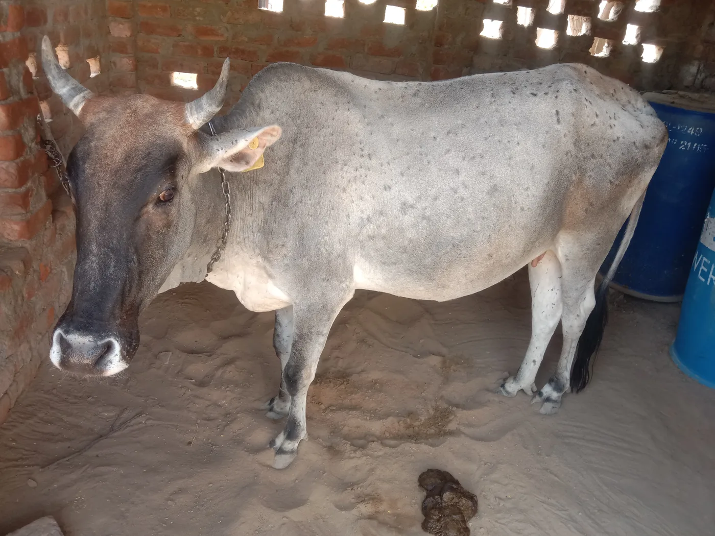 देसी गाय Cow O0602 in  RAJASTHAN