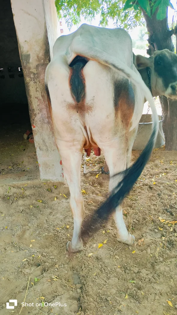 Others Cow in  RAJASTHAN