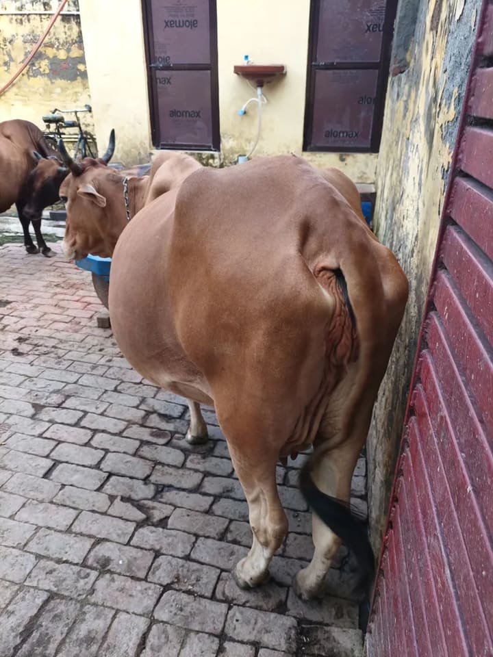 Sahiwal Cow in  UTTAR PRADESH