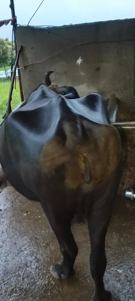 Others Buffalo in  MADHYA PRADESH