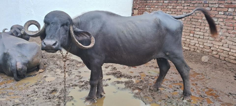 Jafarabadi Buffalo J0476 in  GUJARAT