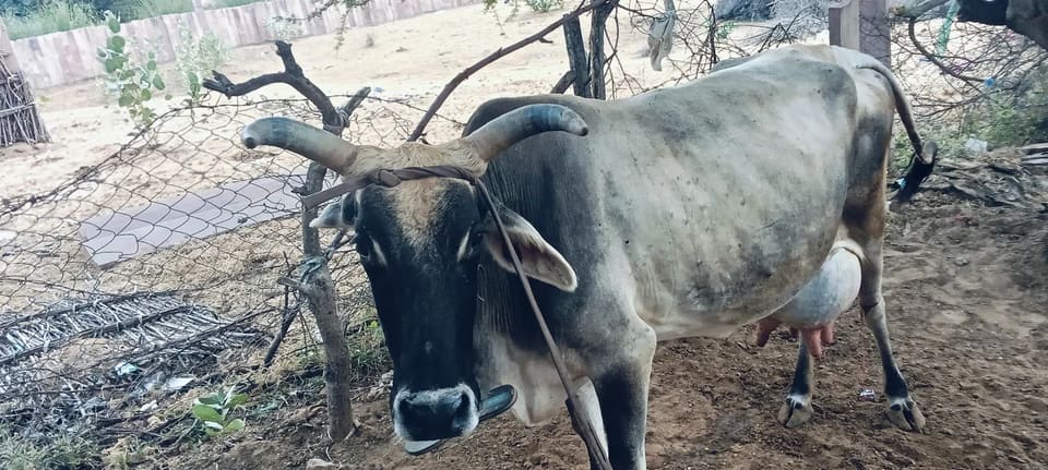 Tharparkar Cow in  RAJASTHAN