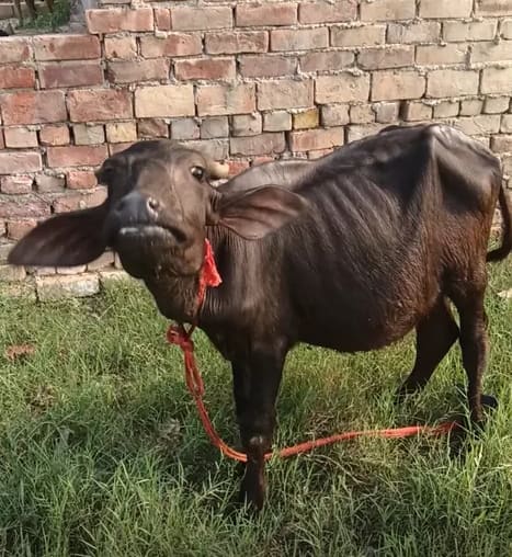 Surti Buffalo in  HARYANA
