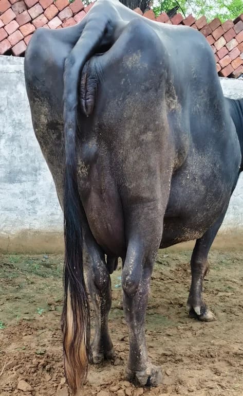 Murrah Buffalo in  HARYANA