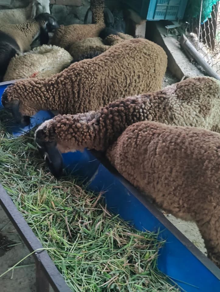 Others Sheep in  MAHARASHTRA