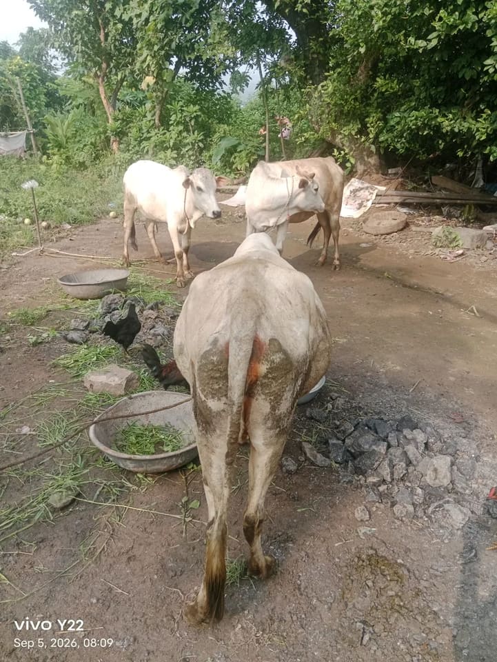 Rathi Cow in  JHARKHAND