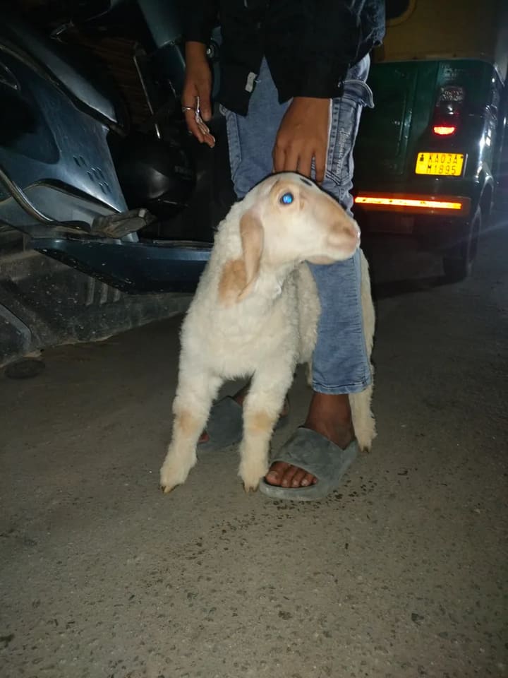 Bannur Sheep B0270 in  KARNATAKA