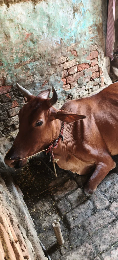 Sahiwal Cow in  BIHAR