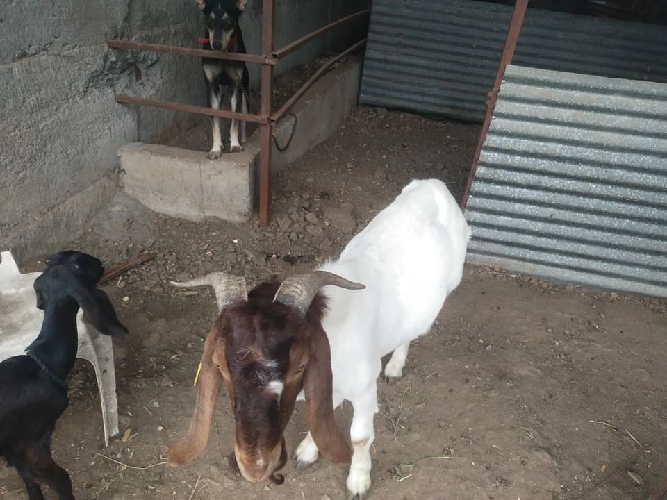 Boer Goat in  MAHARASHTRA