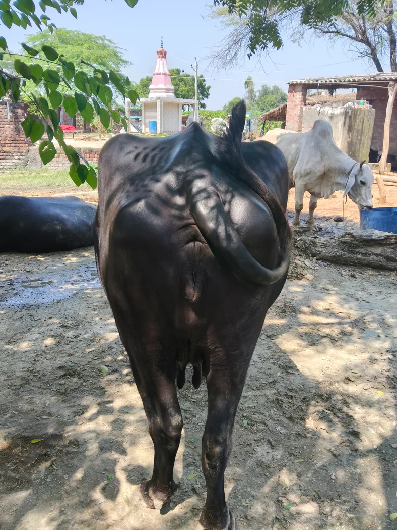 Murrah Buffalo in  UTTAR PRADESH
