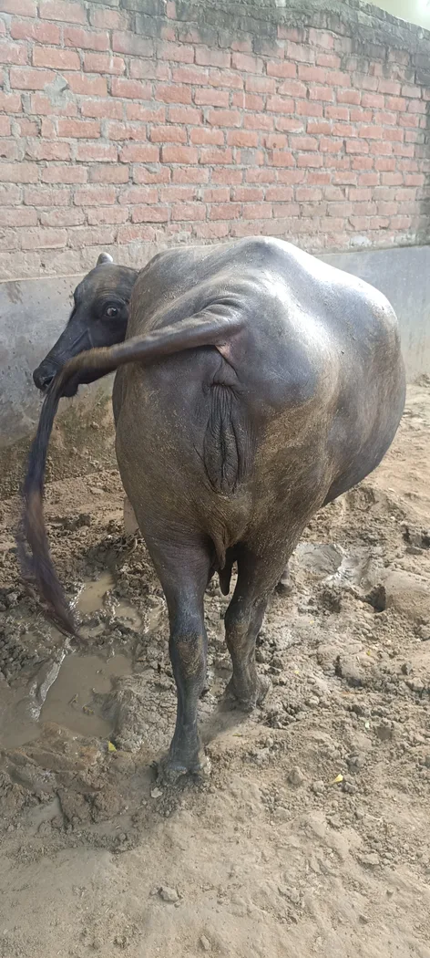 Murrah Buffalo in  UTTAR PRADESH