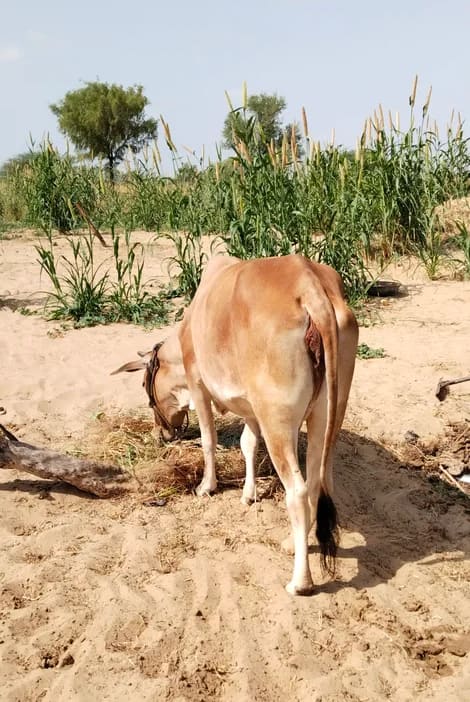 Sahiwal Cow in  RAJASTHAN