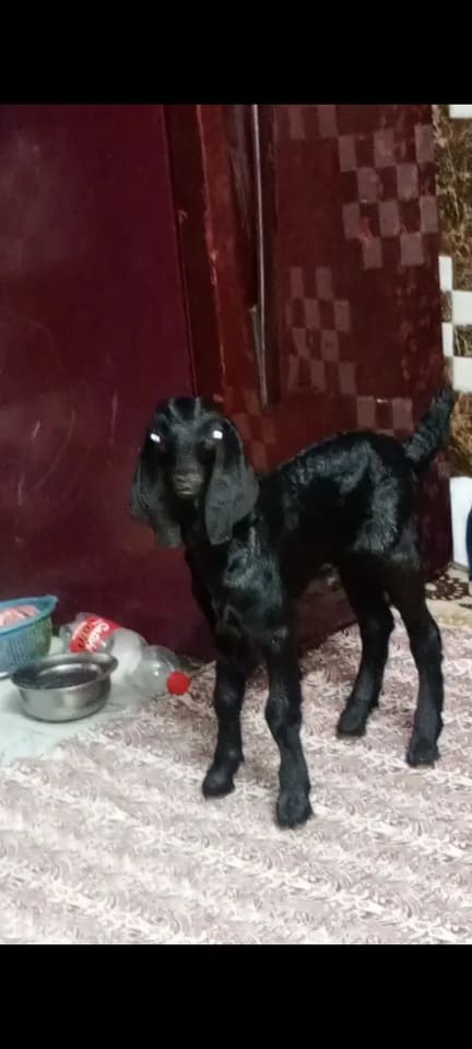 Black Bengal Goat B0096 in  DELHI