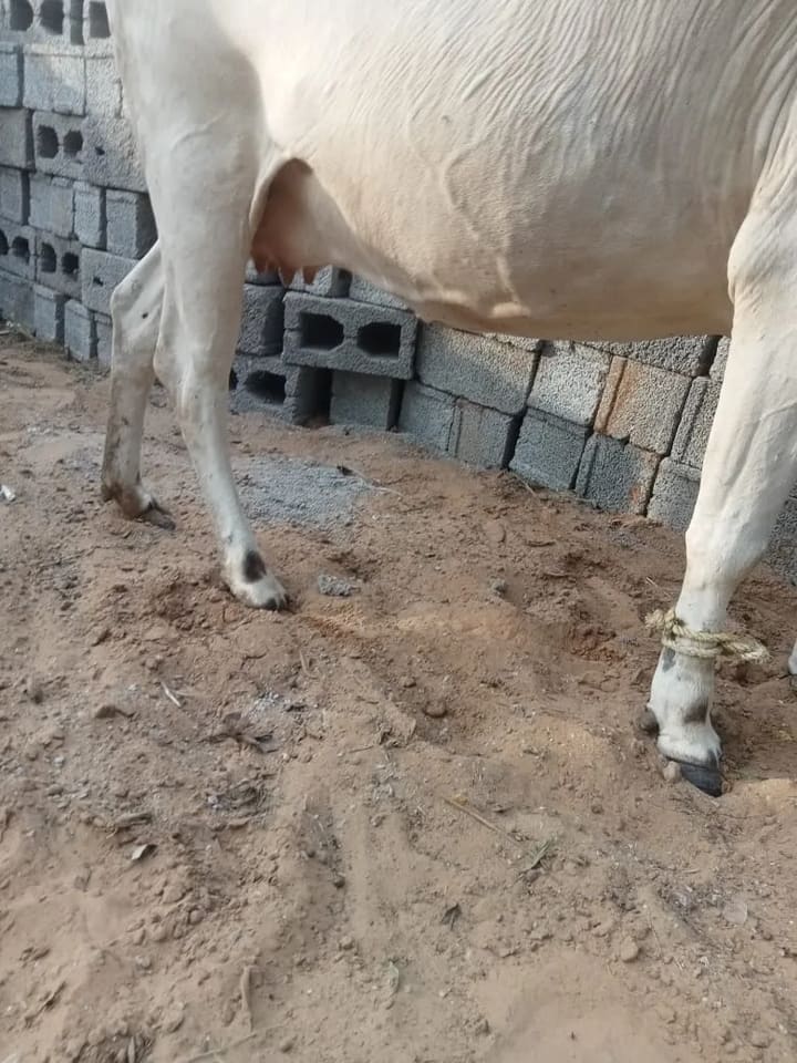 Tharparkar Cow in  RAJASTHAN