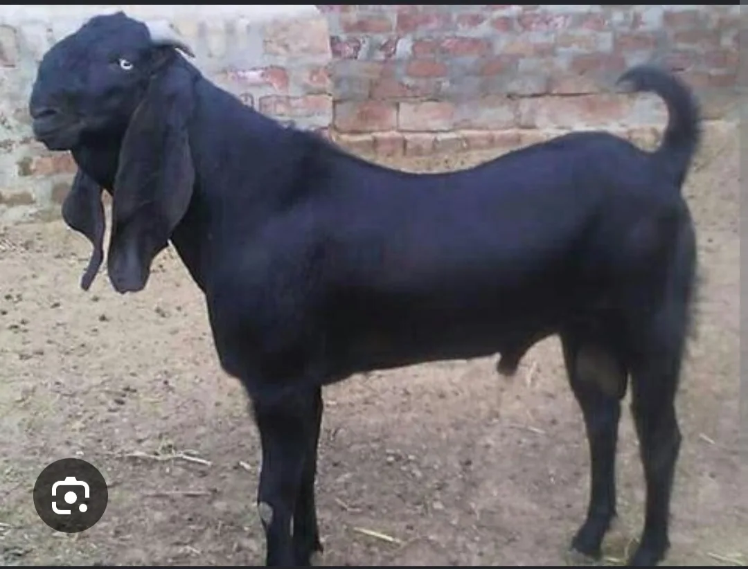 Beetal Goat in  MAHARASHTRA