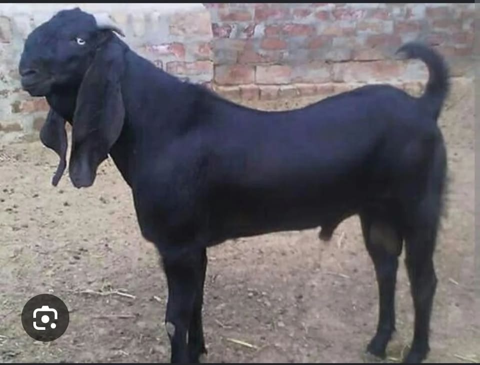 Beetal Goat B0503 in  MAHARASHTRA