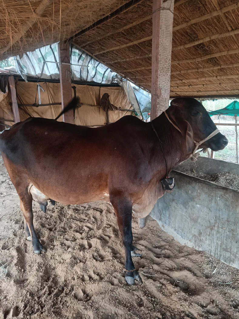 Gir Cow G2111 in  RAJASTHAN
